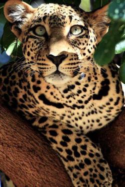 escaping-menagerie:  funnywildlife:  Leopard: Come see me sitting