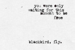Blackbird, fly.