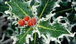 Mistletoe & Blowing Snow