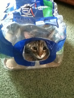 getoutoftherecat:  get out of there cat. you are not aquafina.