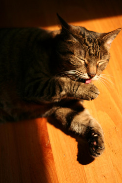 butisitartphoto:  Cat in the Sun  Jest totalnie jak mój kot