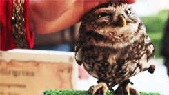 potskilove:  cinnamonpau:  I WANT AN OWL NOW!  Janna, look owl