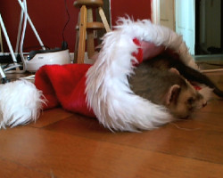 en voila un fin prÃªt pour NoÃ«l !! #poutpout #furet #ferret