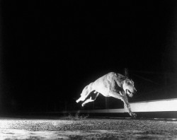 greyhound photo by Gjon Mili, Wonderland Park, 1948