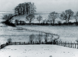 Eichenkamp bei Wamel photo by Albert Renger-Patzsch, 1945