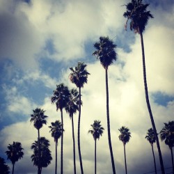 Palms