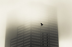 definitelydope:  Crow & Fog (by Orbmiser) 