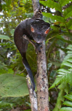 libutron:  moreanimalia:  Satanic leaf-tailed gecko (Uroplatus