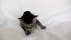 syn-shadz:  cat: haha i is wear ma new hat. big cat: dont think