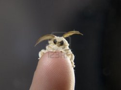 technonohskinner:  Bombyx mori - silkworm moth … One of the