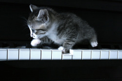 KITTY ON PIANO?! does life get any better?