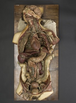 midnightgallery:  Wax Anatomical Model of a Female Showing Internal