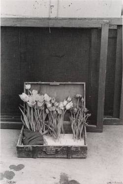 m3zzaluna:  robert frank, suitcase of tulips, 1950 posted by/