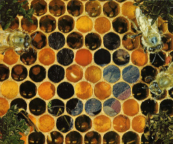 #bees #honeycomb #buzzbuzz
