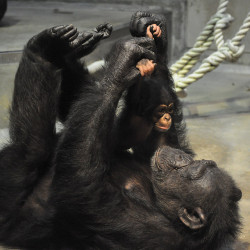 animals-animals-animals:  Adorable Mother Chimpanzee and her