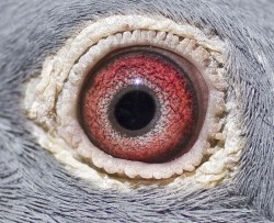 zolanimals:  Birds Eye by Victor Todorov 