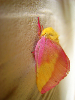 fuckyeahmoths:  Dryocampa rubicunda (Rosy Maple Moth) He’s