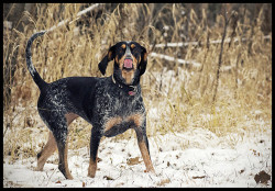 hazing:  Bluetick Coonhounds are the best dogs.  Bluetick Coonhounds.