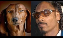 gretchens-weiner:  snoop doggy dogg resembling a dog    lol wow