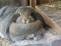 exclusive rare photo of rabbithugs
