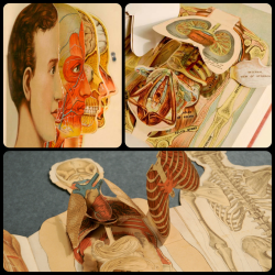 stickiemickie:  dollymacabre:  Antique Anatomical “Pop-up”