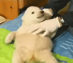 fashionverbatim:  howswally:  Here’s a baby polar bear getting