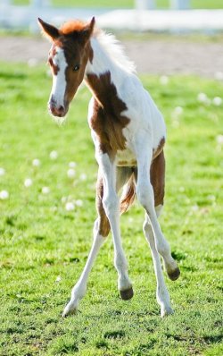 sapphireinthesun:  hello awkward foal :)  I WANT TO BE THIS AWKWARD