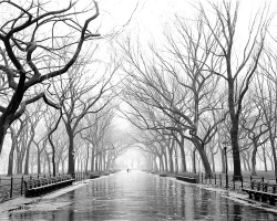 liquidnight:  Dave Beckerman Poets Walk Central Park 