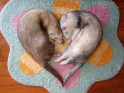 no but really….i really hope we get ferrets. 