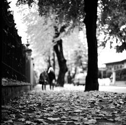 black-and-white:  Finally autumn. (by Riccardo Ceccato) 