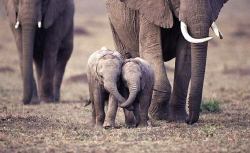 Elephants are amazing people