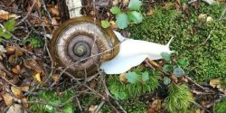 scinerds:   A rare white snail has been found by trampers, delighting