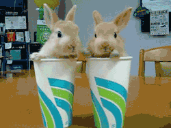  2 widdle wabbits in 2 widdle cups…i have 1 question for