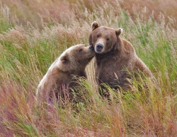 magicalnaturetour:  Brown Bears (Sow And Mature Cub), Brooks
