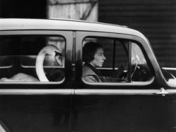 m3zzaluna:  swan in a car a pet swan named leila being helped