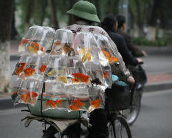 Person 1: ooooooooooo 99 bags of fish on the bike, 99 bags of..