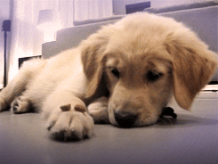taketheleadneverfollow:  THIS IS A PUPPY IT’S NOT EVEN A FULL-GROWN