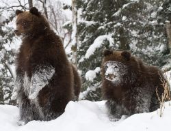 magicalnaturetour:  Photo by John Gomes/Alaska Zoo ~ These bears