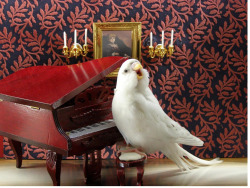 grannysgonna:  birds with tiny furniture, new favorite 