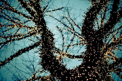 ileftmyheartintokyo:  Tree Lights I by TimTim74 on Flickr.