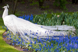 rhamphotheca:  The white peacock (or white peafowl) is a leucistic