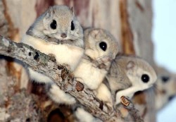 fuckfuckfuckfuckok:  dwarf japanese flying squirrels 