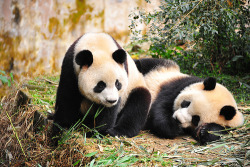 Giant Panda Photos