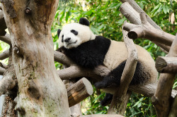 Giant Panda Photos