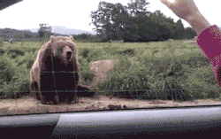 wowfunniestposts:  Friendly bear waves hello  this blog is hilarious