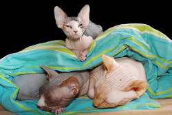 fuckyeahhairlesscats:  Sphynx M&M&B  (by Sanny323) 