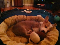 corgiaddict:  All tuckered out from all his little puppy adventures