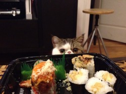 Such a cheeky cat just wants some sushi lol
