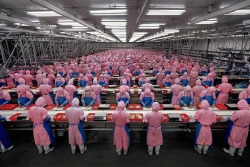 joescott:  Manufacturing #17, Deda Chicken Processing Plant,