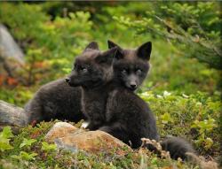 llbwwb:  Two small fox kits play in the lush green landscape